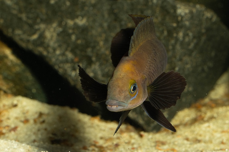 Neolamprologus sp. aff. 'pectoralis' Kiku